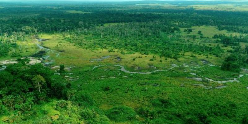 La deforestación acerca la fauna salvaje a las poblaciones/ Roger de la Harpe, Danita Delimont, Alamy Parque Nacional de Odzala-Kokoua es un refugio vital para elefantes y gorilas de la selva