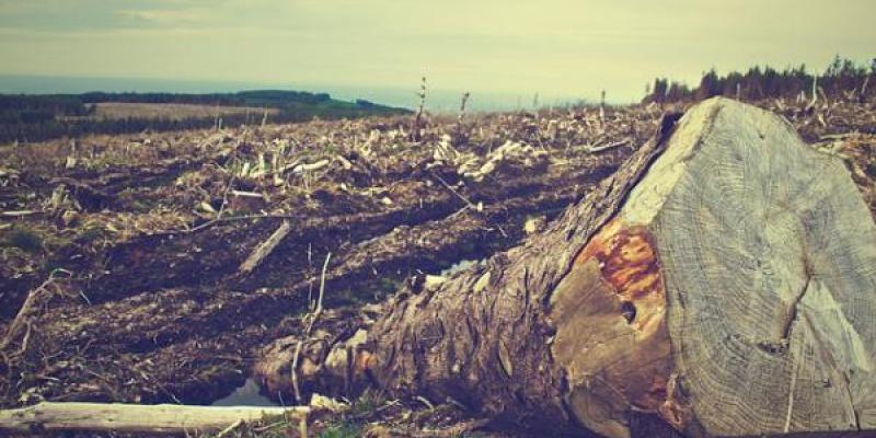 La deforestación nos deja graves consecuencias Un paisaje desolador que muestra la deforestación
