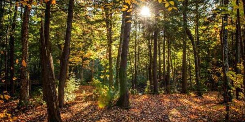 Deforestación La deforestación no solo mata nuestros bosques