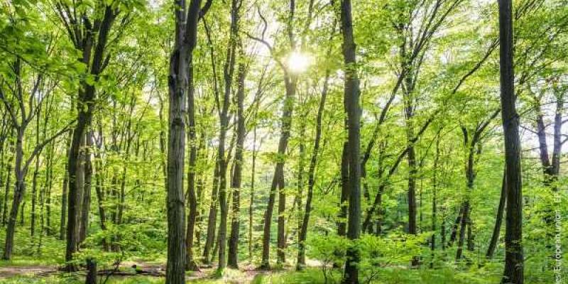 La deforestación se comerá a este bosque