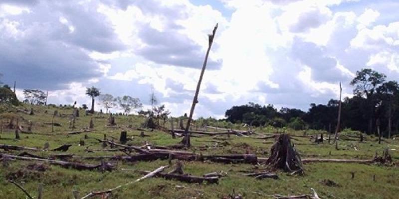 Ejemplo de deforestacion