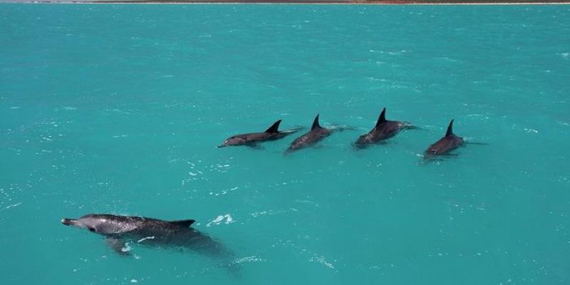 Delfines nadando en grupo