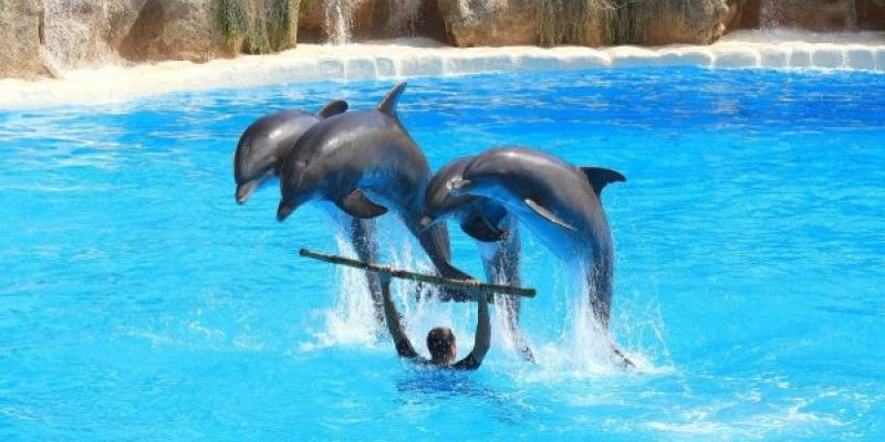 Delfines Delfines en plena actuación