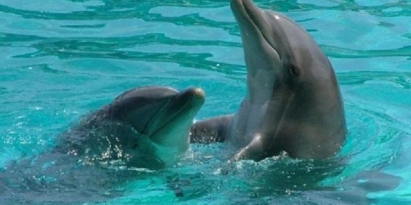 Pareja de delfines en el agua