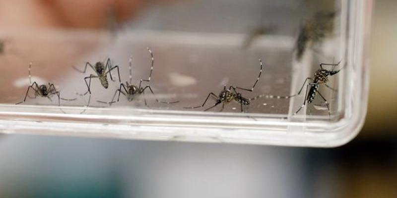 Fotografía de archivo de mosquitos Aedes Aegypti que transmiten el dengue.(Thais Llorca / EFE) Mosquitos contra el dengue