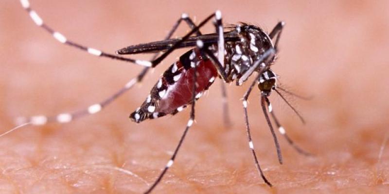 Qué es el Dengue y cómo se transmite