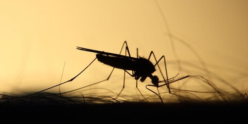 Mosquito / Pixabay