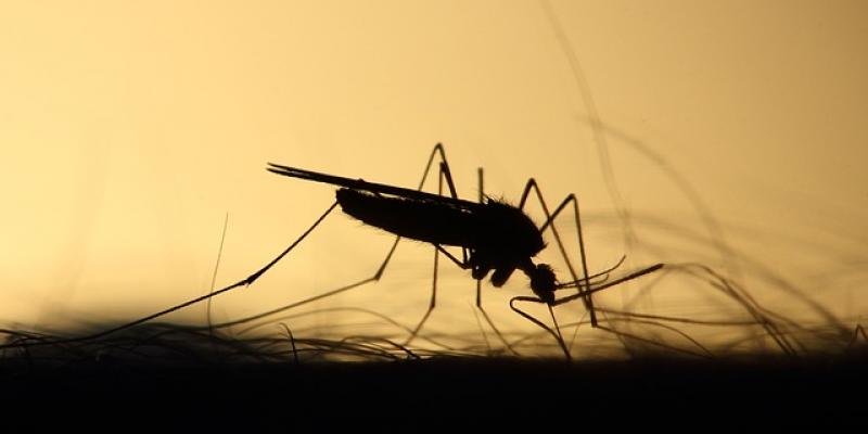 Cómo protegerse del Dengue y del Zika Mosquito / Pixabay