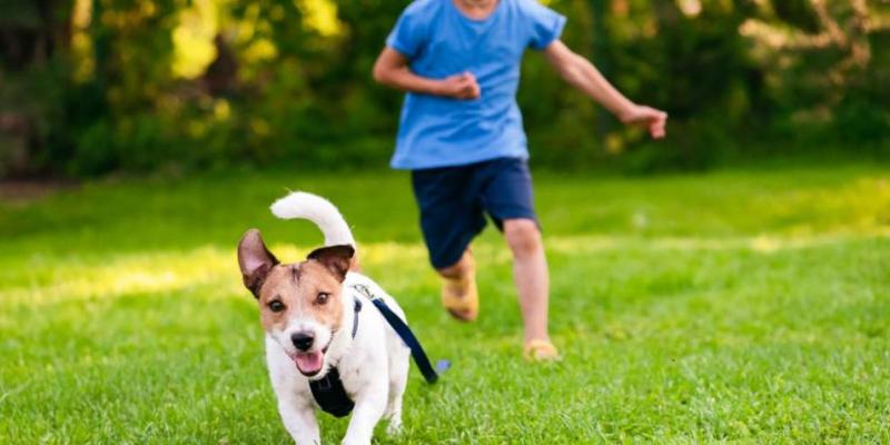 Persona que puede recibir multas si su perro se escapa y no lo denuncia