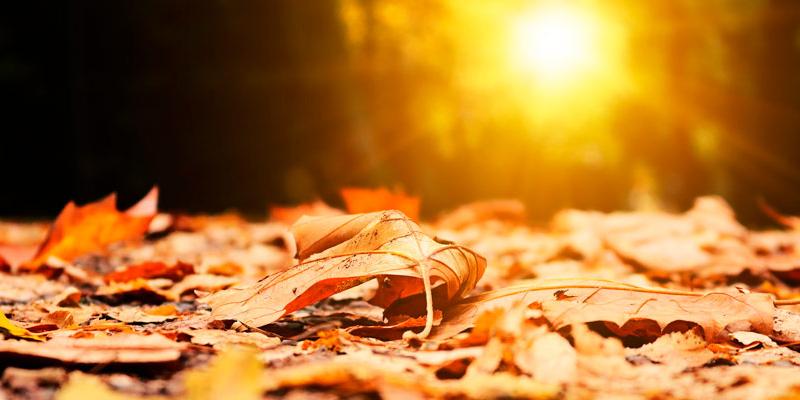 Las menores horas de luz del otoño favorecen la depresión estacional. La luz tiene un papel relevante en la depresión estacional del otoño.