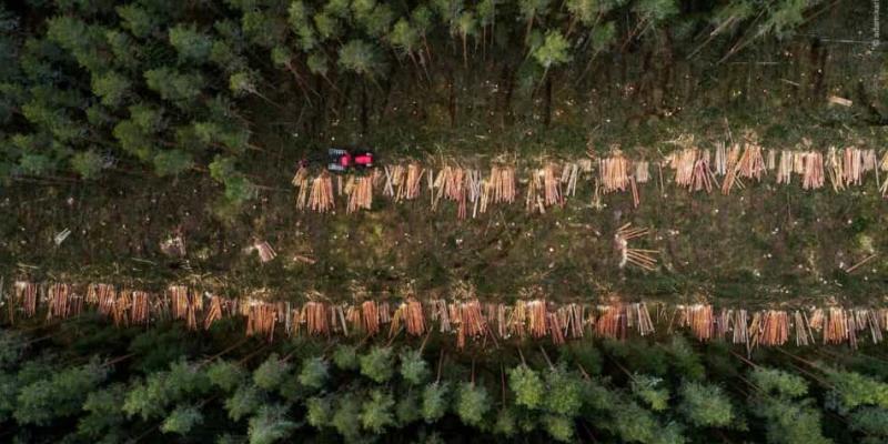 Imagen de un bosque/Tercera Información Organizaciones que luchan por los derechos humanos y el medio ambiente