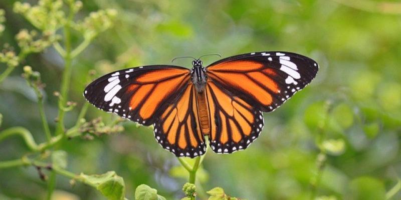 Mariposa Monarca - Pixabay Mariposa Monarca