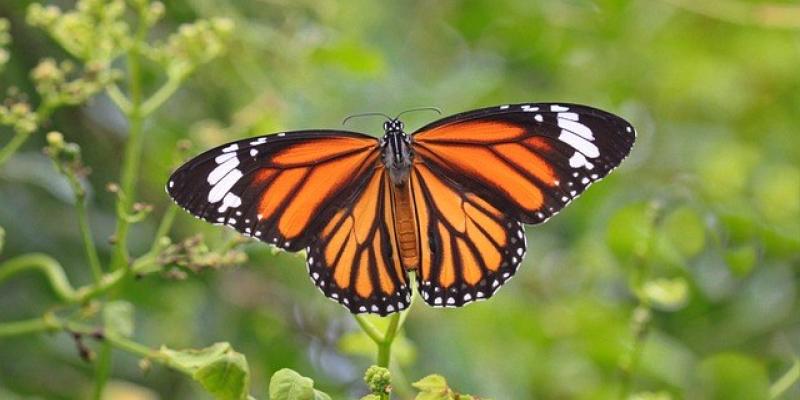 Mariposa Monarca