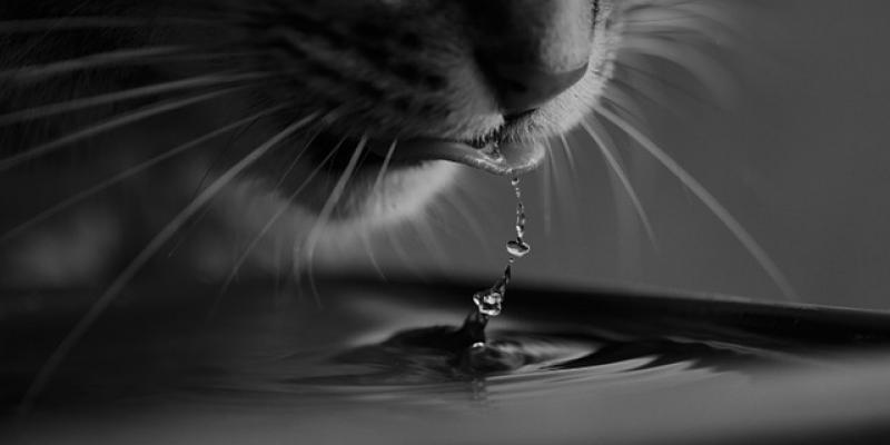 Gato evitando la deshidratación