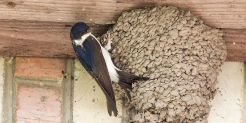 Destrucción de nidos en entornos urbanos Nidos de golondrinas en un edificio