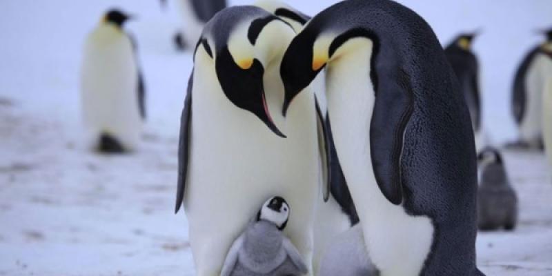 Los pingüinos emperador con su cría