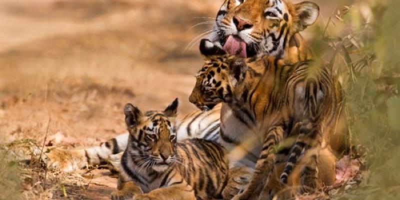 Tigres | Foto de WWF Una tigresa con dos tigrillos