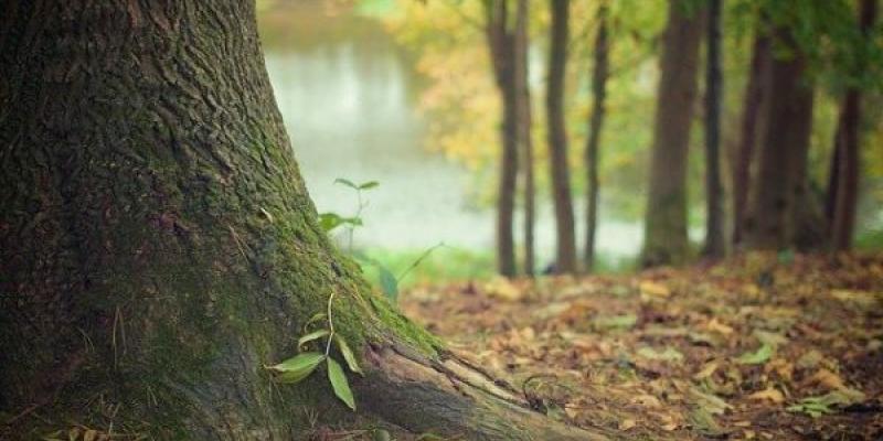 Árbol, oxígeno verde / Pixabay Día Mundial del Árbol