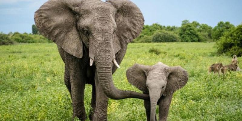 Elefantes en la Sabana Africana/ Getty Images Por el día mundial de los elefantes