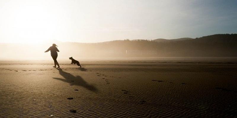 Hoy celebramos el Día Mundial del Perro