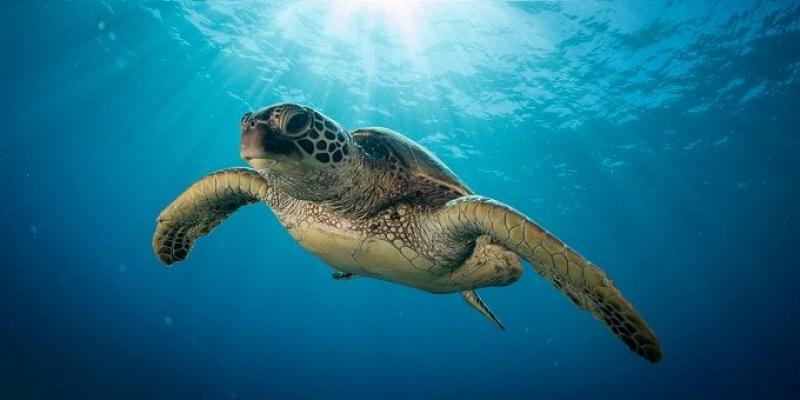 Día Mundial Tortugas Marinas Tortuga marina