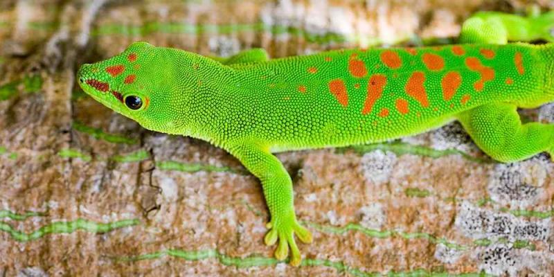 Comúnmente conocido como el gecko diurno gigante de Madagascar (Phelsuma madagascariensis), se encuentra en el Sistema de Áreas Protegidas de Madagascar. FOTO: Carlos Crespo/UNDP Madagascar