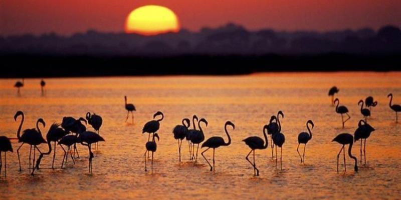 Proteger a Doñana a través de la justicia - Servimedia Animales en Doñana