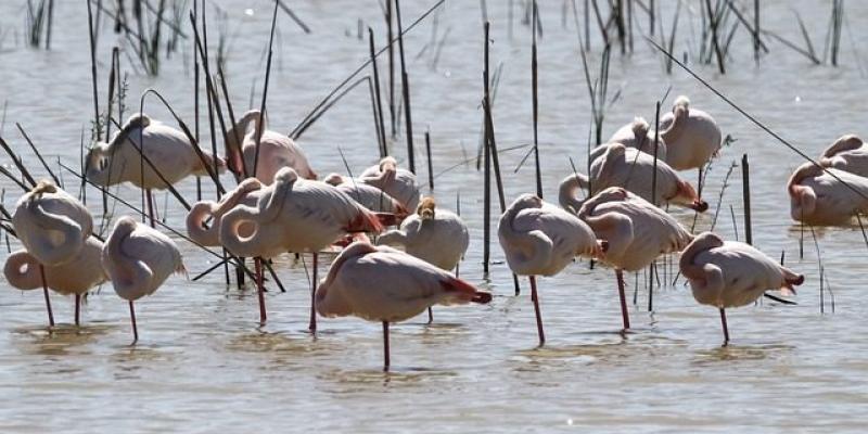 Flamencos en Doñana