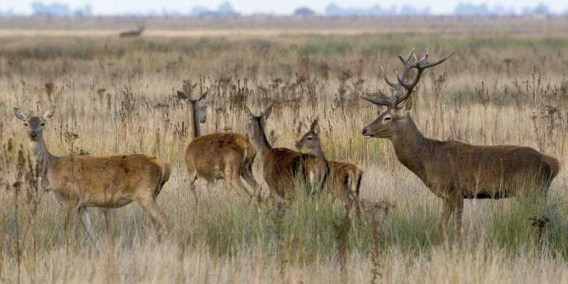Imagen de ciervos/Novaciencia Parque Nacional de Doñana y su aumento de ciervos
