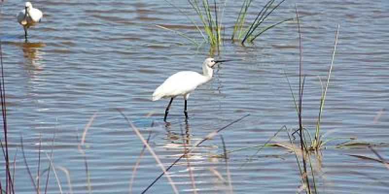 La caza en "días de fortuna" es uno de los principales peligros de Doñana Ave blanca en el Parque Nacional de Doñana/Pixabay