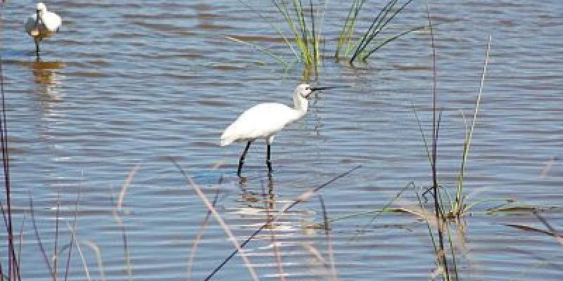 Ave blanca en el Parque Nacional de Doñana/Pixabay