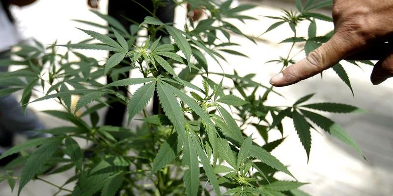 Estas son las dos principales conclusiones del Informe Mundial sobre Drogas 2019 drogas
