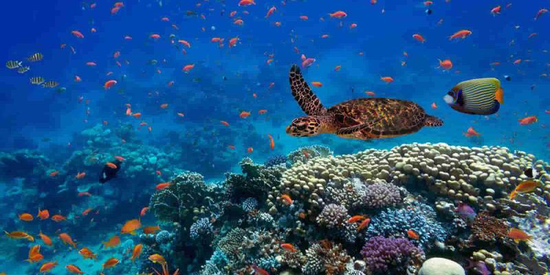 Imagen del océano/RTVE.es Los científicos alertan sobre el deterioro de los ecosistemas marinos