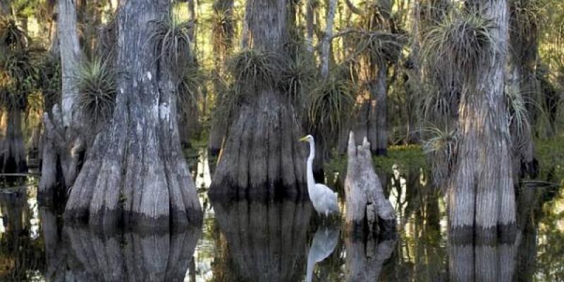 El ecosistema manglar, un desconocido El ecosistema manglar cuenta con alta importancia para el Planeta