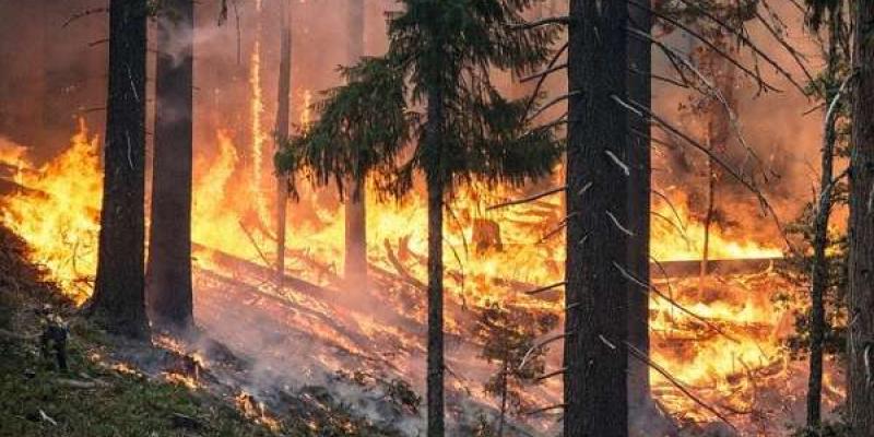 Ecosistemas terrestres dañados por incendios forestales
