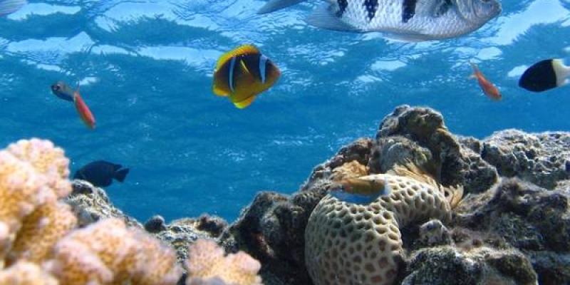 La importancia de los ecosistemas marinos/ Pixabay ecosistemas marinos