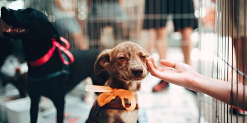 La adopción responsable de animales, algo muy respetuoso