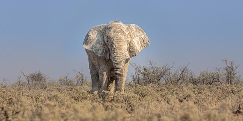 Elefante africano / Pixabay Elefante africano