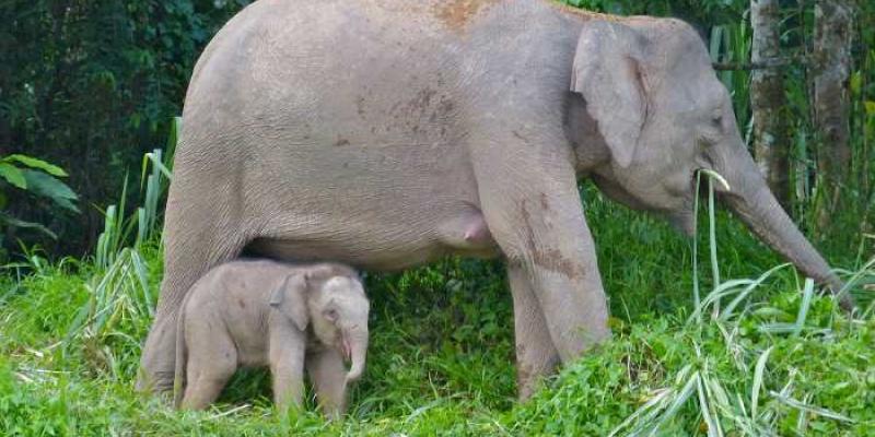 Madre y cría de elefante de Borneo | Foto de Bernard Dupont Madre y cría de elefante de Borneo