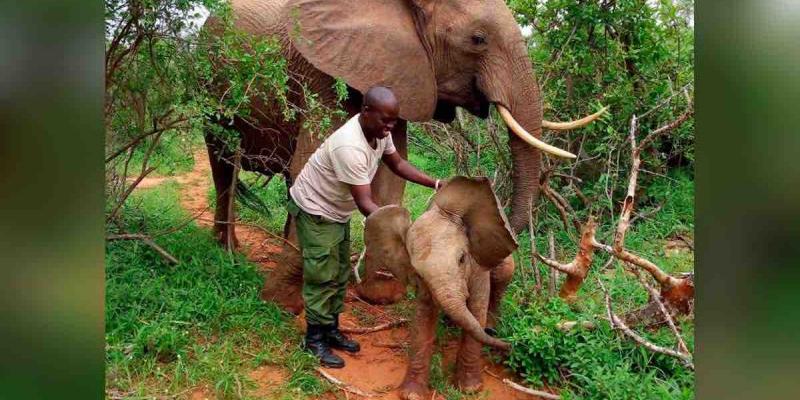 Hoy, 12 de agosto, se celebra el Día Mundial del Elefante. 12 de agosto: Día Mundial del Elefante