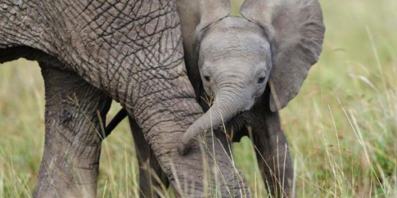 Uno de los elefantes en extinción | Imagen de WWF Uno de los elefantes en extinción