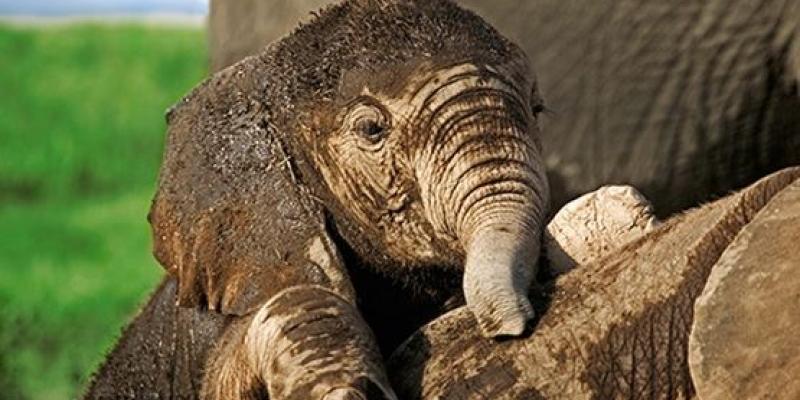 La vida de los elefantes/ WWF Cría de elefantes