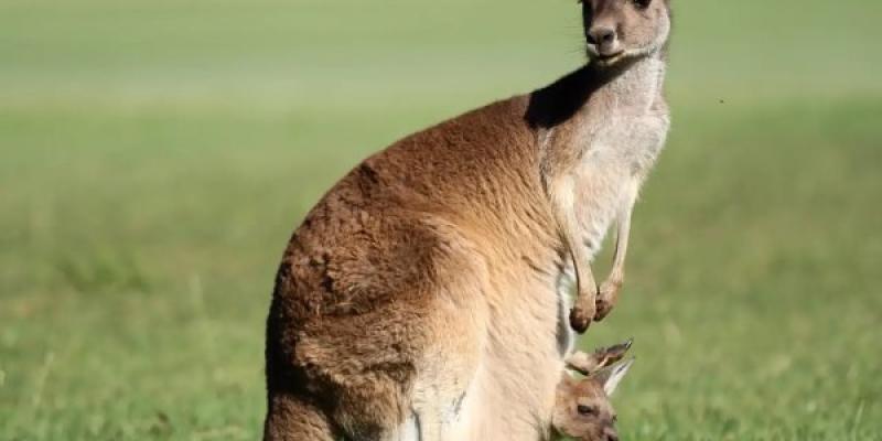 La FIV consigue crear embriones de canguros Canguros y embriones conseguidos por FIV