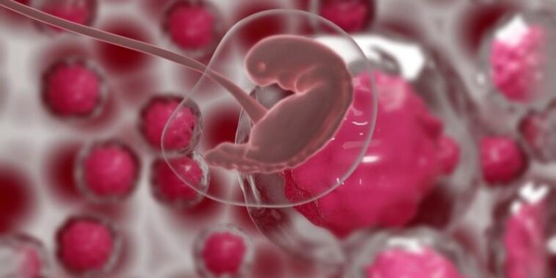 Embriones de ratón desarrollados 100 % fuera del útero