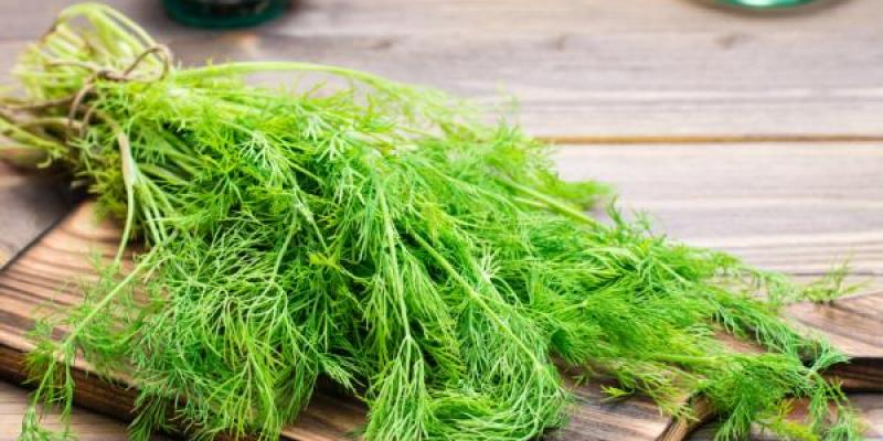 La hierba aromática del Eneldo Eneldo al natural