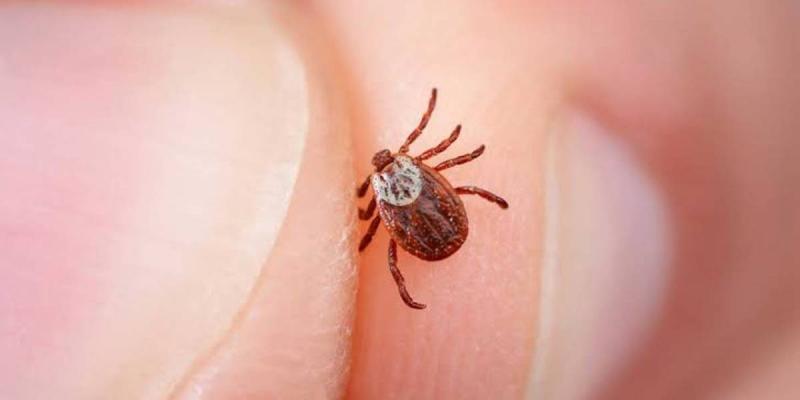 La enfermedad de Lyme solo puede ser causada por la picadura de un tipo de garrapata llamada Ixodes La enfermedad de Lyme solo puede ser causada por la picadura de un tipo de garrapata llamada Ixodes