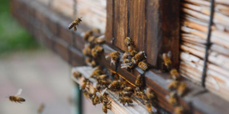 Imagen de abejas/envatoelements Algunos animales detectan enfermedades