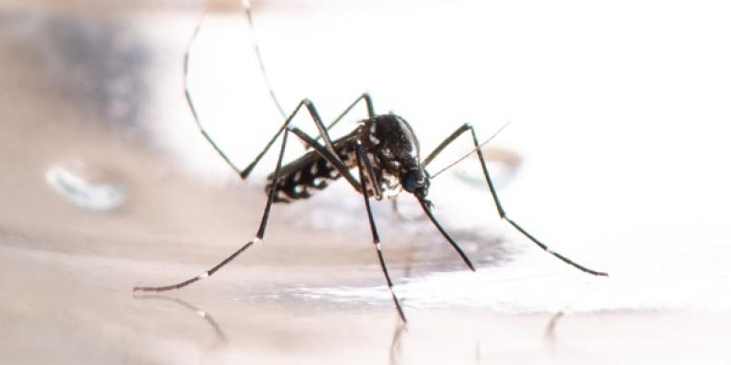Mosquito tigre / Archivo Mosquito