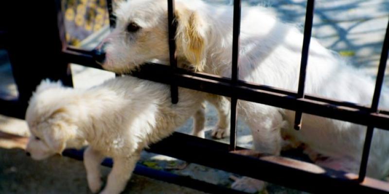 Conoce porqué tu perro se escapa de casa