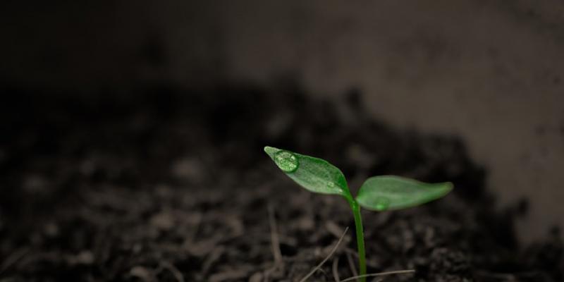 Escasez de agua/ Pixabay El peligro de la escasez de agua para la agricultura
